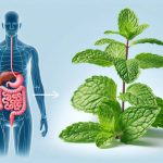 bienfait de la menthe poivrée pour la digestion