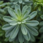 Plante pour hemoroides : focus sur les végétaux traditionnellement utilisés pour le confort veineux