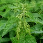 Propriété ortie : usages et bienfaits de cette plante médicinale