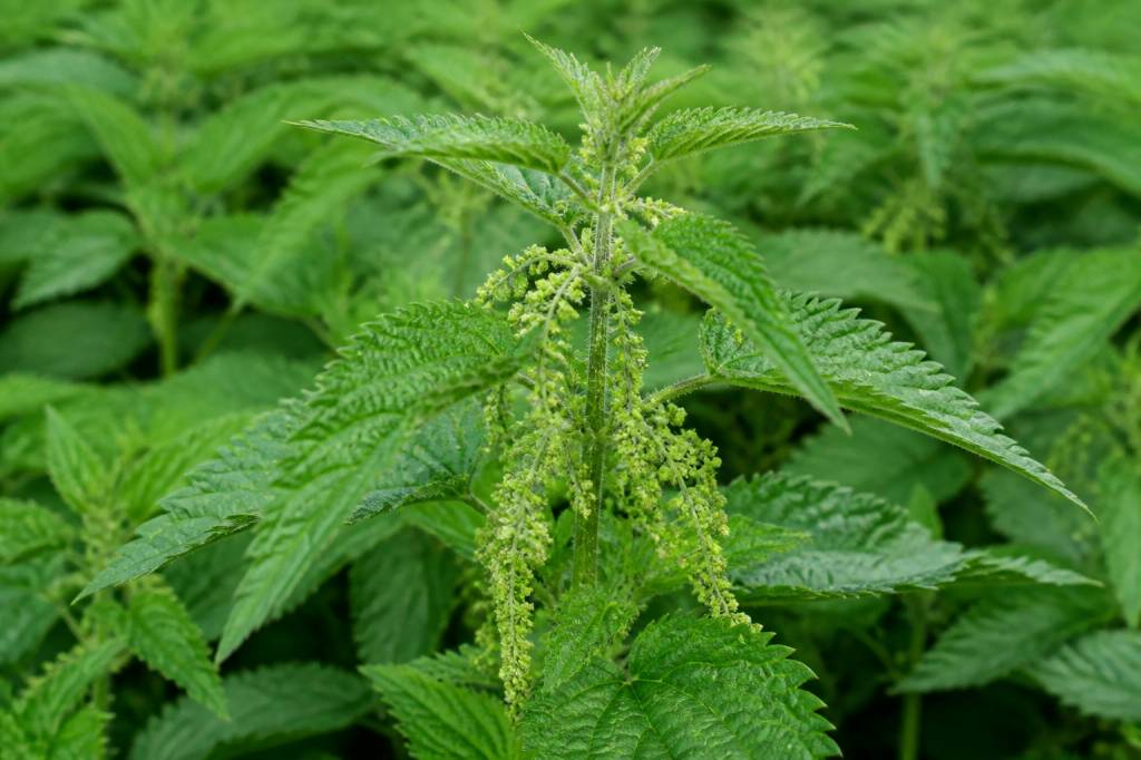 Propri t Ortie Usages Et Bienfaits De Cette Plante M dicinale Propri t Ortie Usages Et Bienfaits De Cette Plante M dicinale