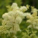 Reine-des-prés bienfaits : plante naturelle pour soulager douleurs articulaires, rétention d’eau et inconfort digestif