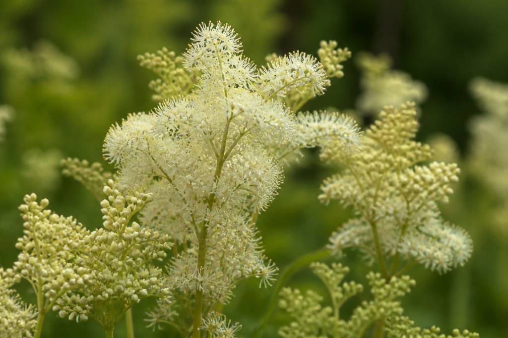 Reine-des-prés bienfaits : plante naturelle pour soulager douleurs articulaires, rétention d’eau et inconfort digestif