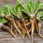 Racines de pissenlit : recette et utilisations en cuisine