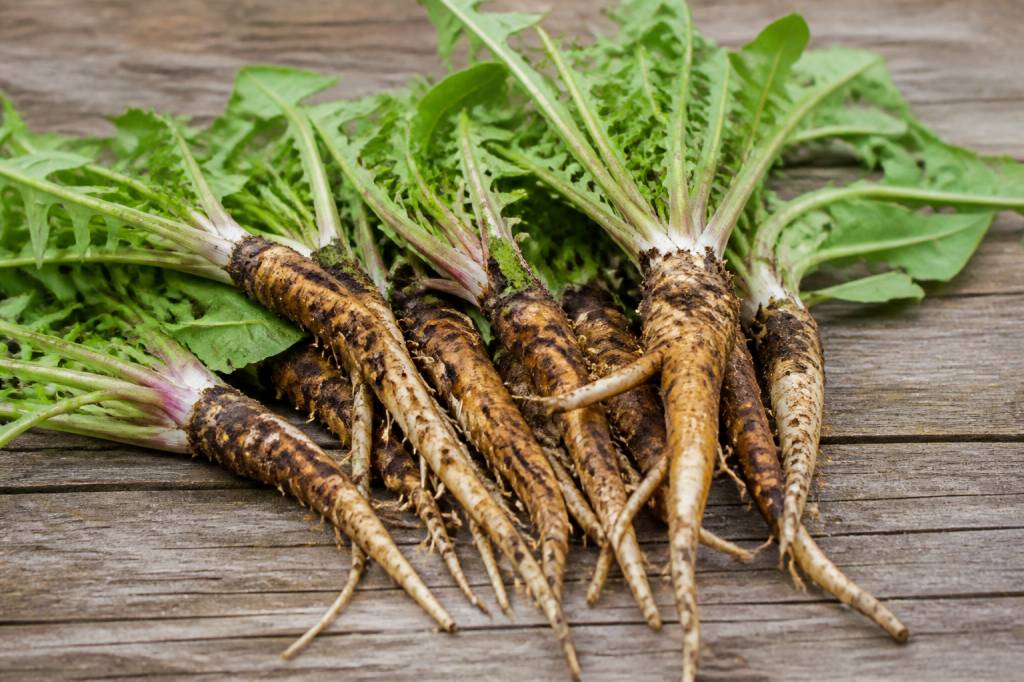Racines de pissenlit : recette et utilisations en cuisine