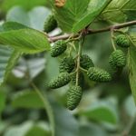 Aulne utilisation : propriétés et usages de cette plante naturelle