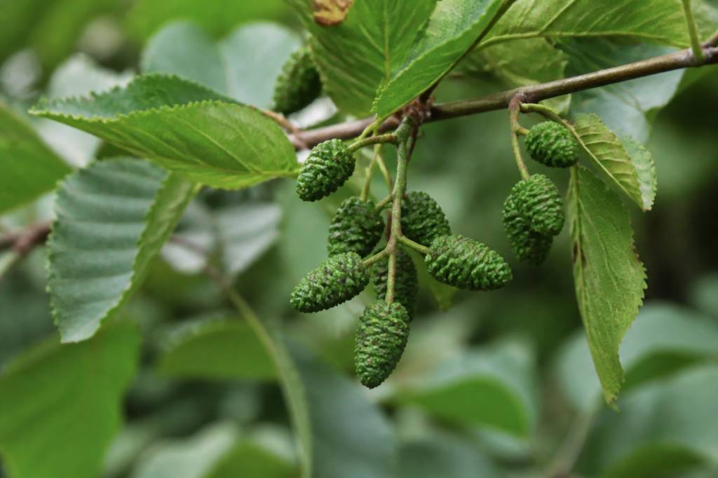 Aulne utilisation : propriétés et usages de cette plante naturelle