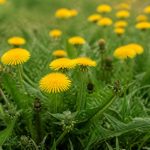 Saison pissenlit : quand et comment profiter de cette plante sauvage