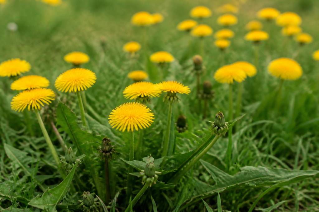Saison pissenlit : quand et comment profiter de cette plante sauvage