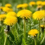 Pissenlit : signification et symbolique de cette plante