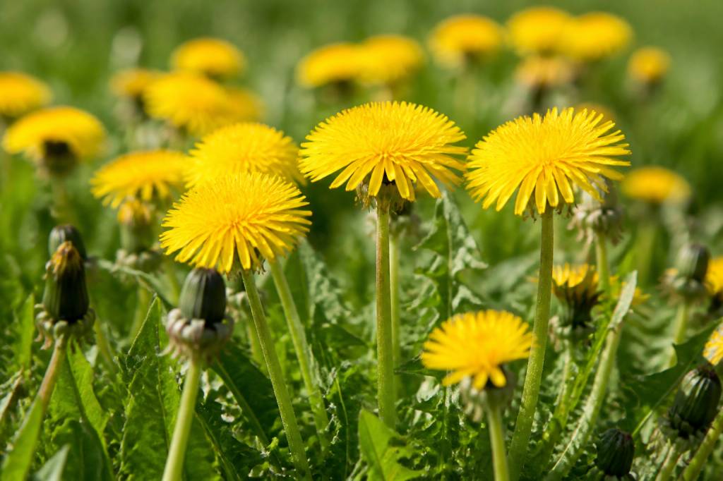 Pissenlit : signification et symbolique de cette plante