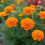 Tagetes erecta : bienfaits, usages et propriétés de cette plante