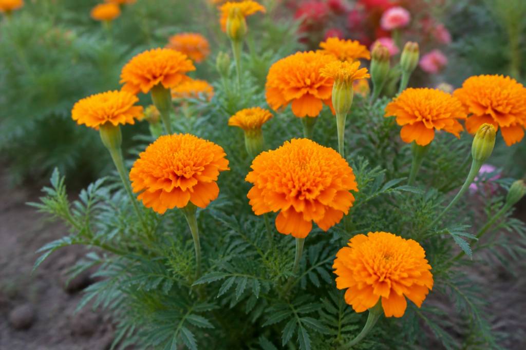 Tagetes erecta : bienfaits, usages et propriétés de cette plante