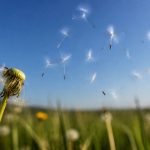 Fleur de pissenlit qui s'envole : signification et symbolique