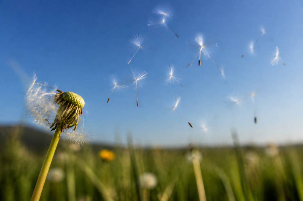 Fleur de pissenlit qui s'envole : signification et symbolique