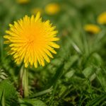 Fleur de pissenlit : signification, symbole et messages