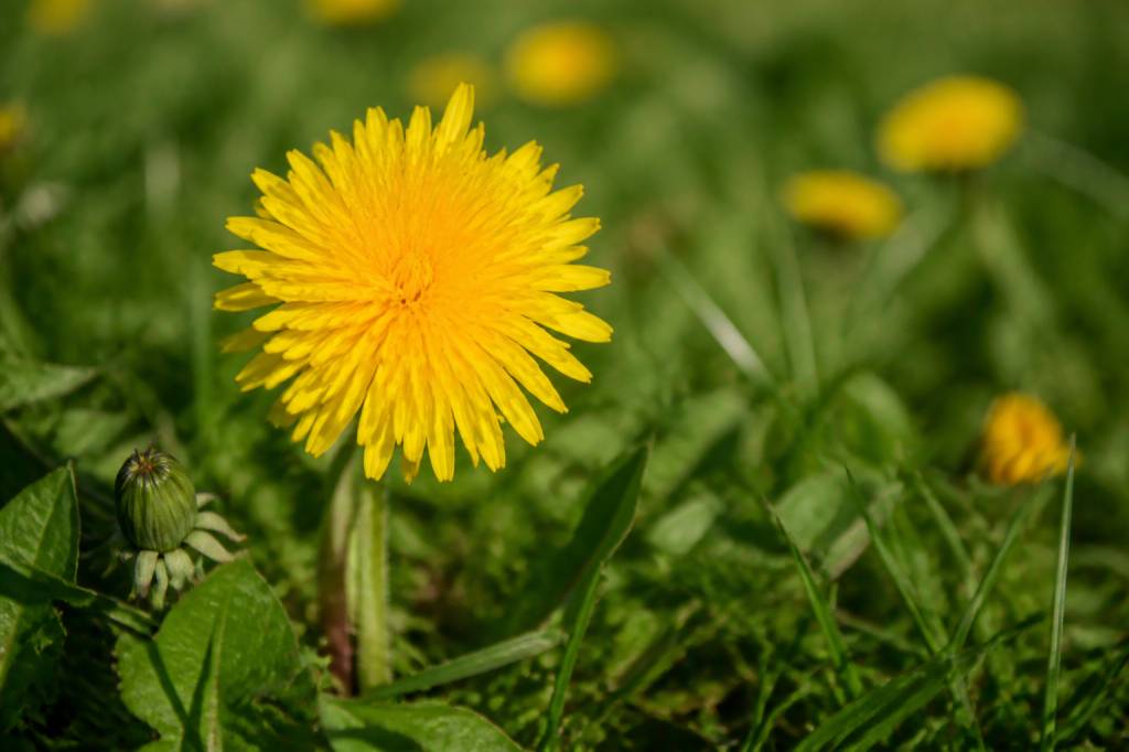 Fleur de pissenlit : signification, symbole et messages