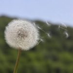 Fleur souffle dessus : signification et usages en plantes naturelles