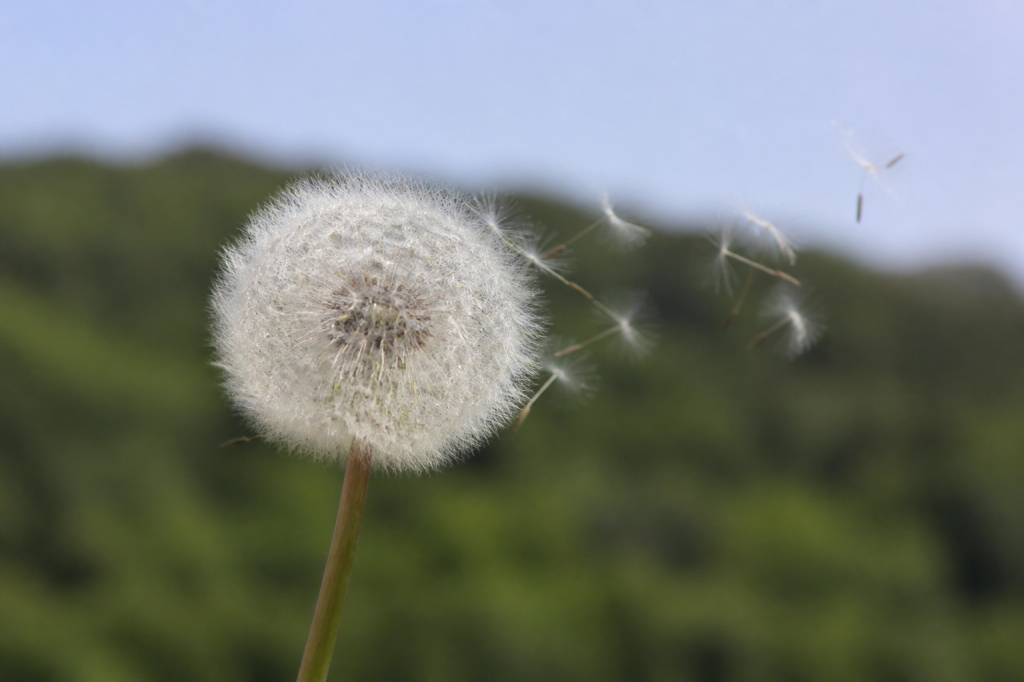 Fleur souffle dessus : signification et usages en plantes naturelles