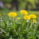 Symbole pissenlit : signification, usages et traditions autour de cette plante