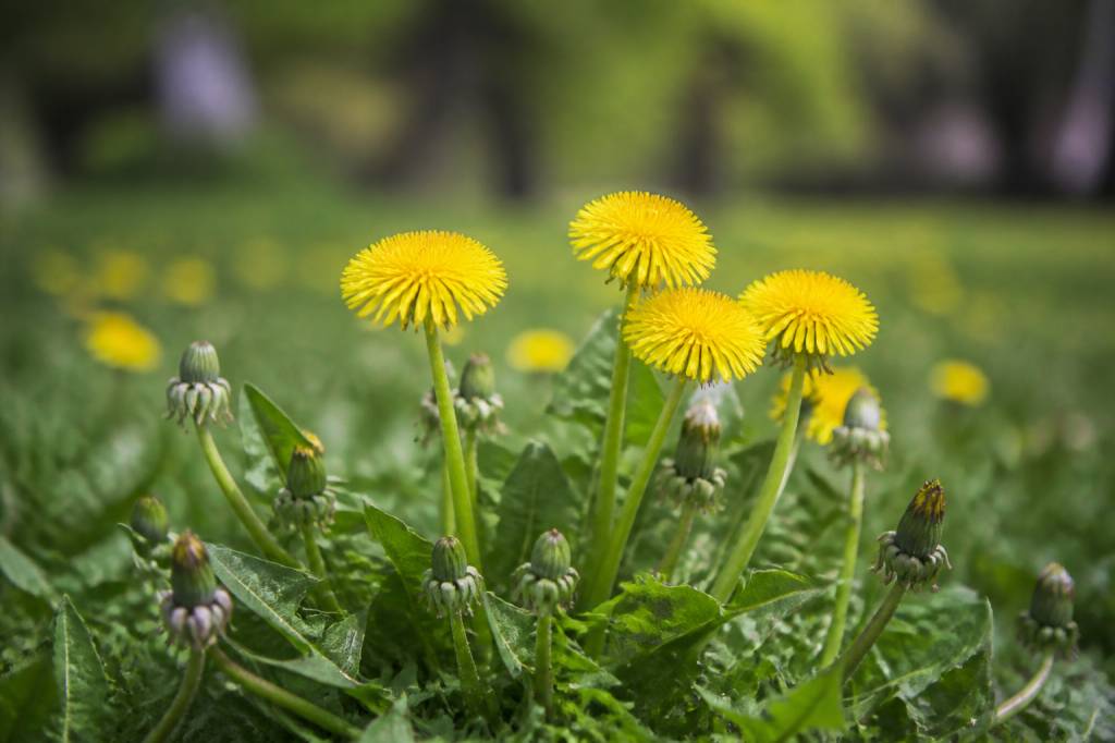 Symbole pissenlit : signification, usages et traditions autour de cette plante