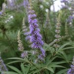 Gattilier vitex agnus castus : usages et bienfaits de cette plante