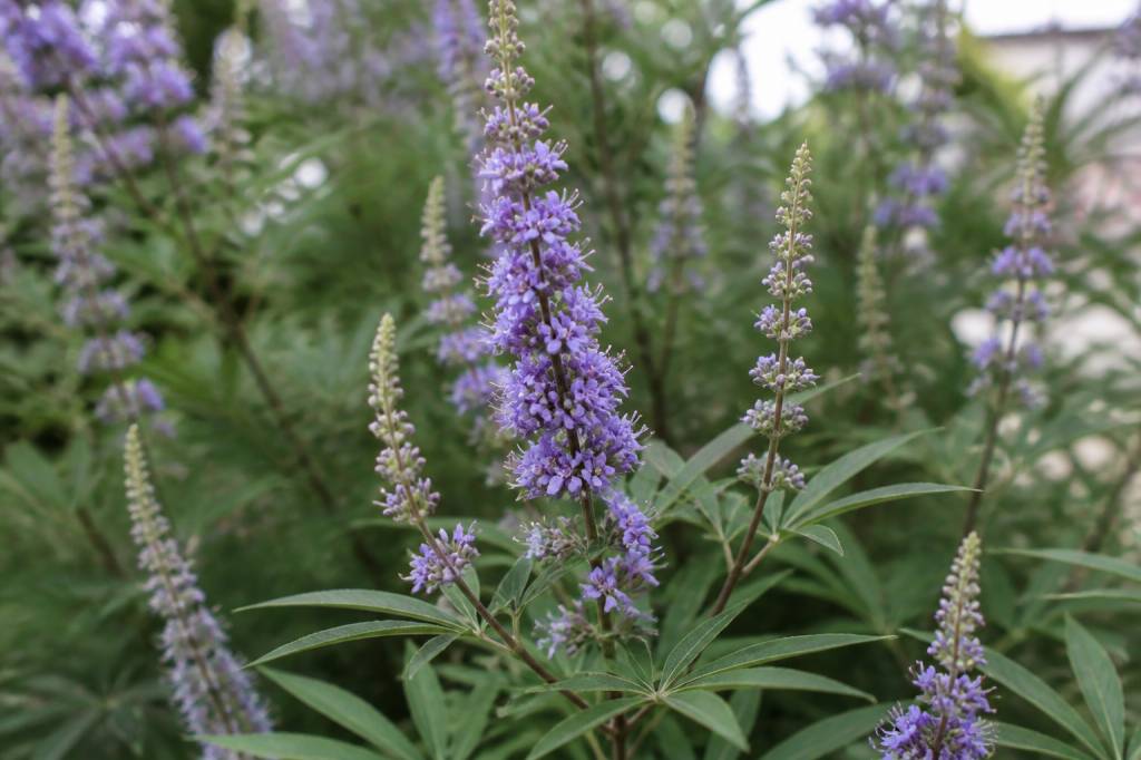 Gattilier vitex agnus castus : usages et bienfaits de cette plante