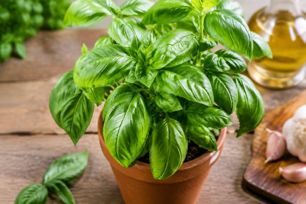 Quelles sont les vertus du basilic ?