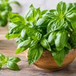 Vertu du basilic : bienfaits et usages de cette plante aromatique