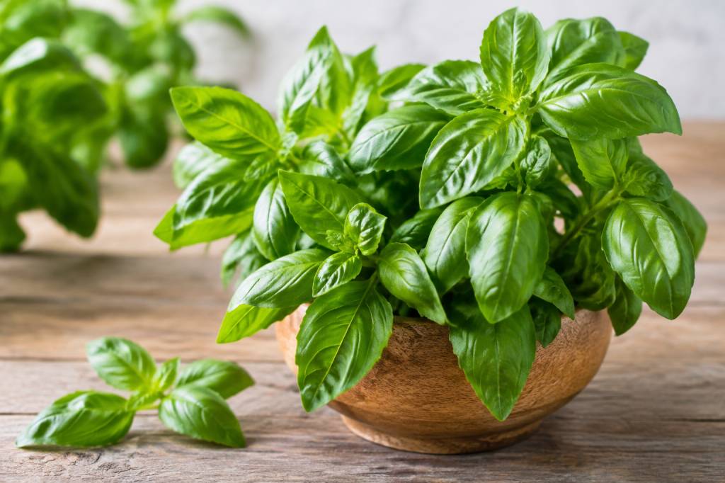 Vertu du basilic : bienfaits et usages de cette plante aromatique