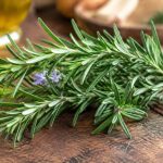 Romarin vertus : usages et propriétés de cette plante aromatique