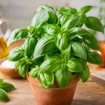 Basilic : bienfaits et usages traditionnels de cette plante ароматique
