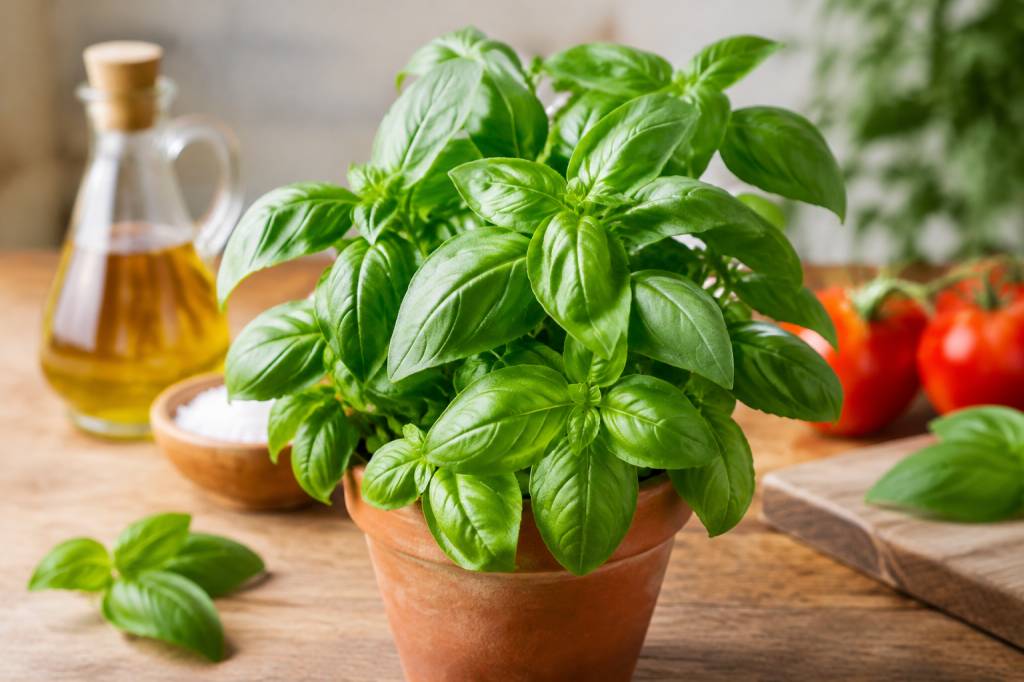 Basilic : bienfaits et usages traditionnels de cette plante ароматique