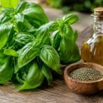 Bienfait du basilic : ses atouts et ses usages au quotidien