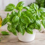 Basilic vertus : les propriétés de cette plante aromatique au quotidien