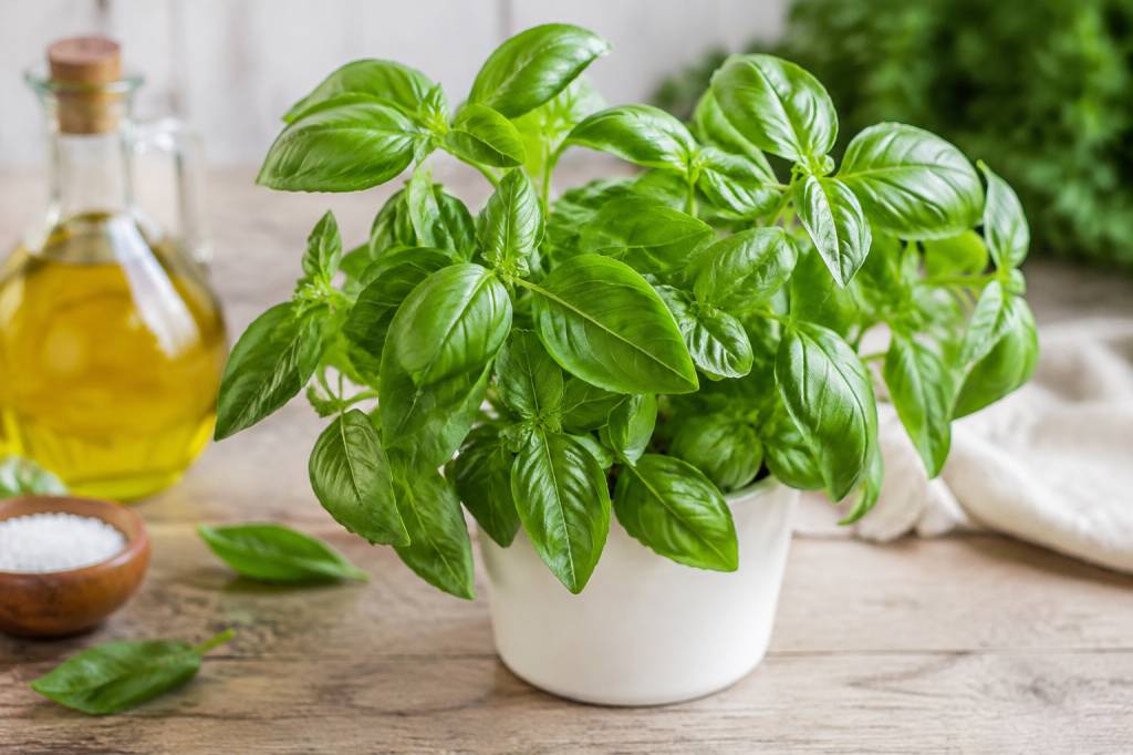 Basilic vertus : les propriétés de cette plante aromatique au quotidien