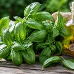 Basilic vertue : quels sont les bienfaits de cette plante ?
