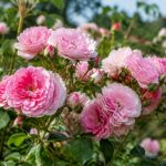 Rose de Provins : histoire, usages et caractéristiques de cette fleur remarquable