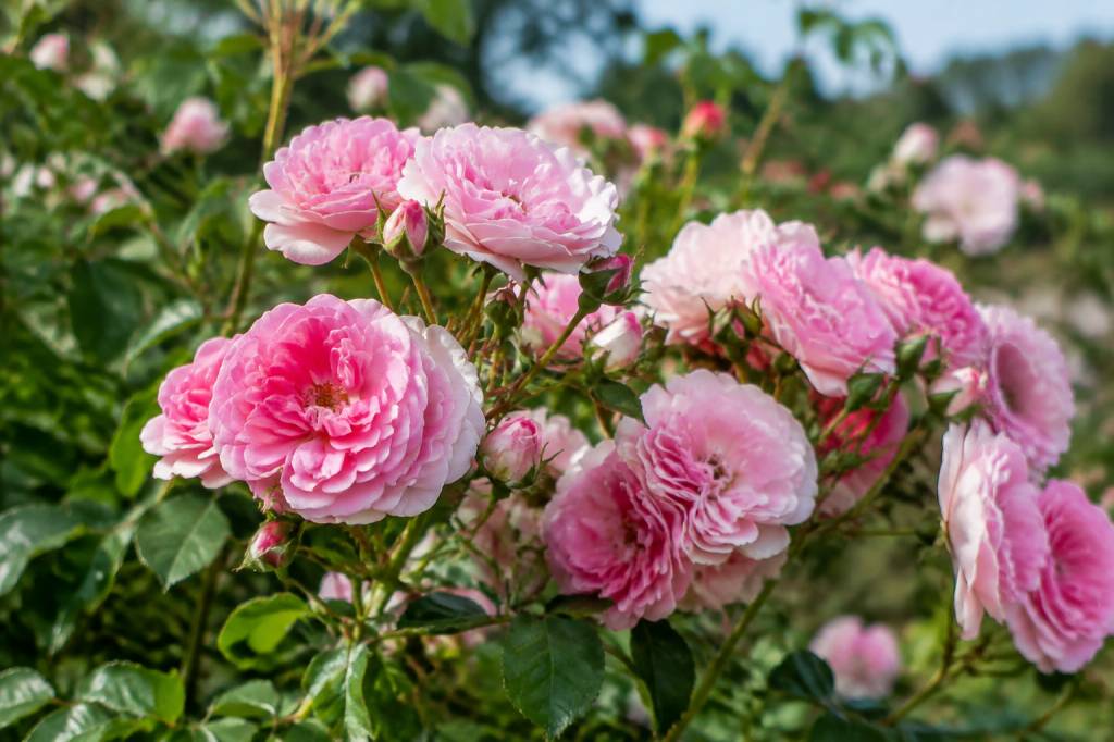 Rose de Provins : histoire, usages et caractéristiques de cette fleur remarquable